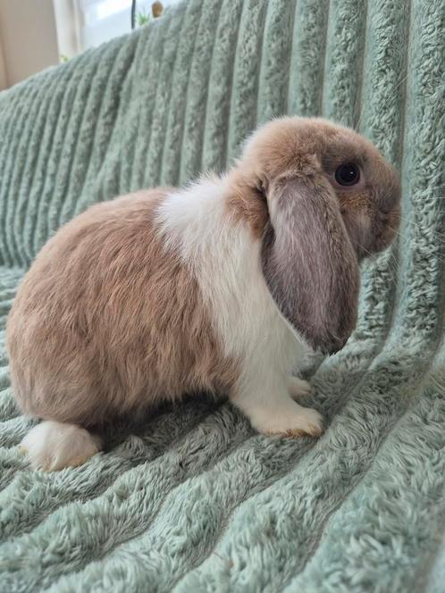 Jonge NHD voedster. Blauwoog., Dieren en Toebehoren, Konijnen, Dwerg, Vrouwelijk, 0 tot 2 jaar, Hangoor