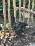 2 Brahma groot  + 1 groenlegger, Dieren en Toebehoren, Meerdere dieren, Kip