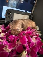 Pup pomchi kruising met boomer teefje!, Dieren en Toebehoren, Overige rassen, 8 tot 15 weken, Teef, Eén hond
