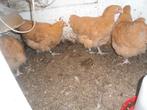 t.k. trio Orpington groot buff, Dieren en Toebehoren, Pluimvee, Meerdere dieren, Kip