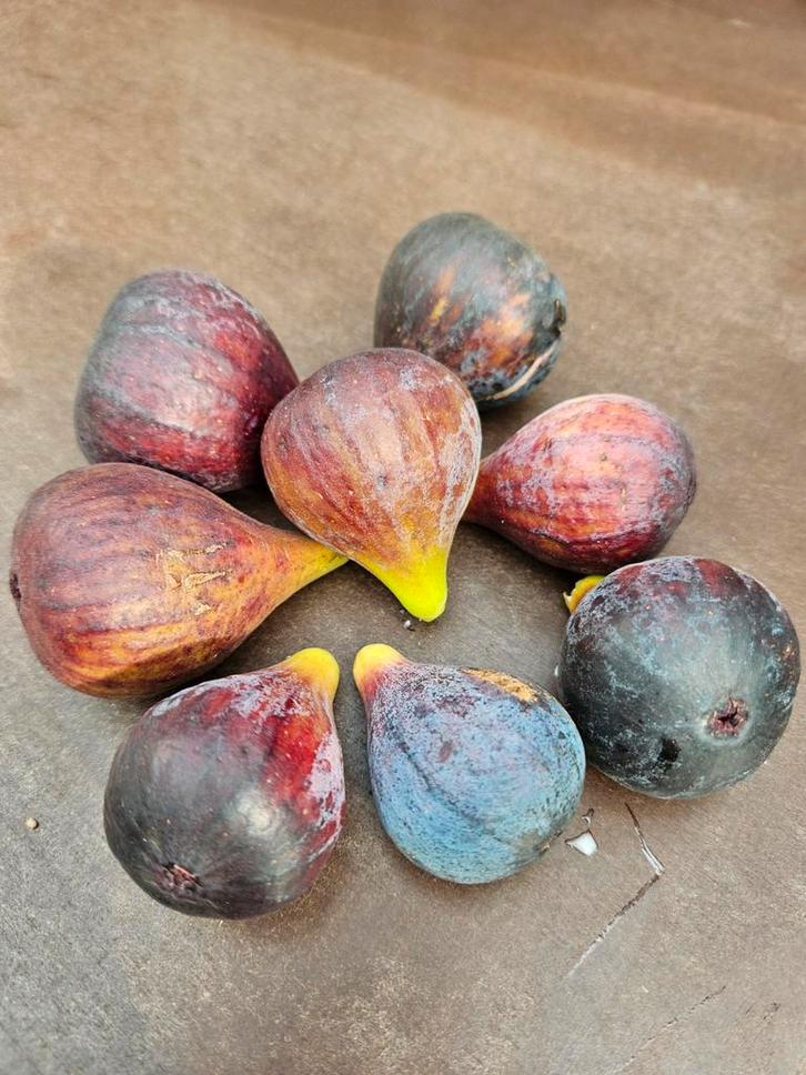 Ficus Little LMF01 Miss Figgy / eetbare vijgen / vijgenboom, Tuin en Terras, Planten | Bomen, Bolboom, 100 tot 250 cm, Volle zon