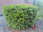 Gratis Struik in bolvorm 50cm hoog, Ophalen