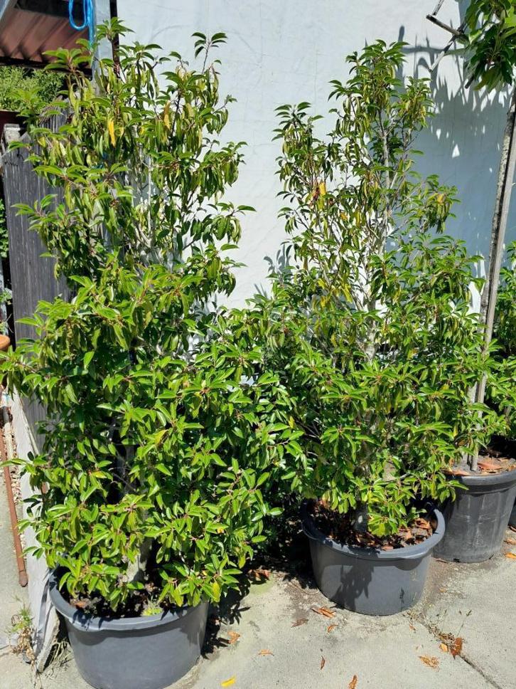 Portugese laurier kuipgekweekt, Tuin en Terras, Planten | Struiken en Hagen, Struik, Laurier, 100 tot 250 cm, Ophalen