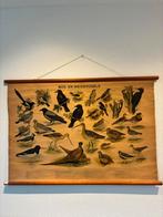 Originele schoolplaat Bos- en Weidevogels - Slijper, Antiek en Kunst, Ophalen of Verzenden, Natuur en Biologie