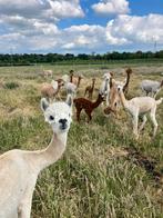 diverse alpaca’s: (drachtige) merries, hengsten en veulens, Dieren en Toebehoren, Overige Dieren, Mei, Meerdere dieren