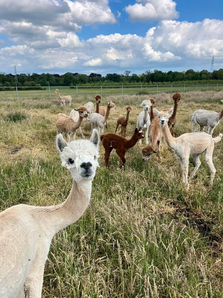diverse alpaca’s: (drachtige) merries, hengsten en veulens, Dieren en Toebehoren, Overige Dieren, Meerdere dieren, Mei