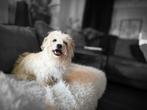 lief, aanhankelijk hondje, Dieren en Toebehoren, Honden | Niet-rashonden, CDV (hondenziekte), Teef, Eén hond, Klein