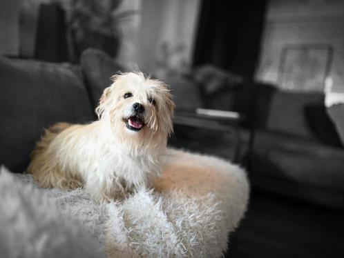 lief, aanhankelijk hondje, Dieren en Toebehoren, Honden | Niet-rashonden, Klein, Teef, Particulier, Eén hond, Nederland, 3 tot 5 jaar
