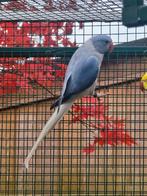 Halsbandparkieten, Dieren en Toebehoren, Vogels | Parkieten en Papegaaien, Meerdere dieren, Parkiet, Tam