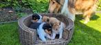 Schotse herder pups met stamboom, Dieren en Toebehoren, Honden | Herdershonden en Veedrijvers, 8 tot 15 weken, Collie, CDV (hondenziekte)