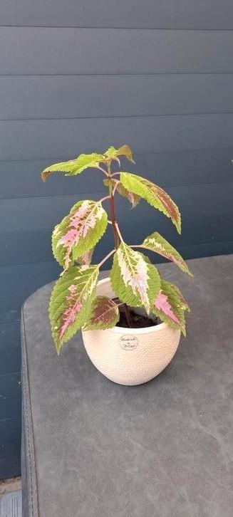 Mooie coleus kamerplant in handgemaakte pot uit Portugal. beschikbaar voor biedingen
