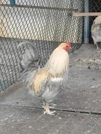 Araucana groot: Lavendel tarwe, Dieren en Toebehoren, Pluimvee, Mannelijk, Kip