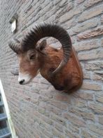 Opgezette kop moeflon taxidermy opgezet jacht gewei schedel, Ophalen, Wild dier, Gewei of Kop