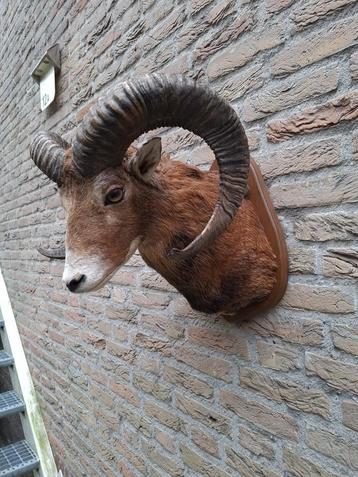 Opgezette kop moeflon taxidermy opgezet jacht gewei schedel beschikbaar voor biedingen