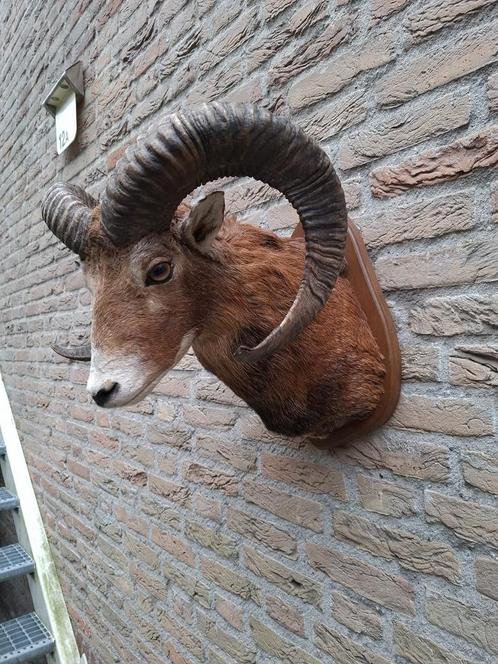 Opgezette kop moeflon taxidermy opgezet jacht gewei schedel, Verzamelen, Dierenverzamelingen, Gewei of Kop, Wild dier, Ophalen