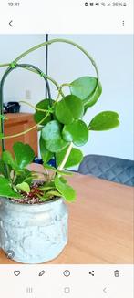 Hoya Kerrie stekje, Huis en Inrichting, Kamerplanten, Ophalen of Verzenden, Overige soorten, Minder dan 100 cm