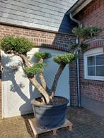 AANBIEDING: MINSTENS 10% KORTING OP AL ONZE OLIJFBOMEN, In pot, Halfschaduw, Ophalen of Verzenden, 100 tot 250 cm