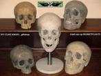 replica Schedels mens, levensechte Skulls, KLEUR NAAR WENS, Ophalen of Verzenden, Nieuw