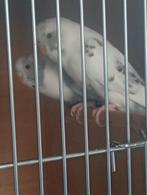Koppel bonte blackface parkieten, Dieren en Toebehoren, Vogels | Parkieten en Papegaaien, Meerdere dieren, Parkiet, Geringd