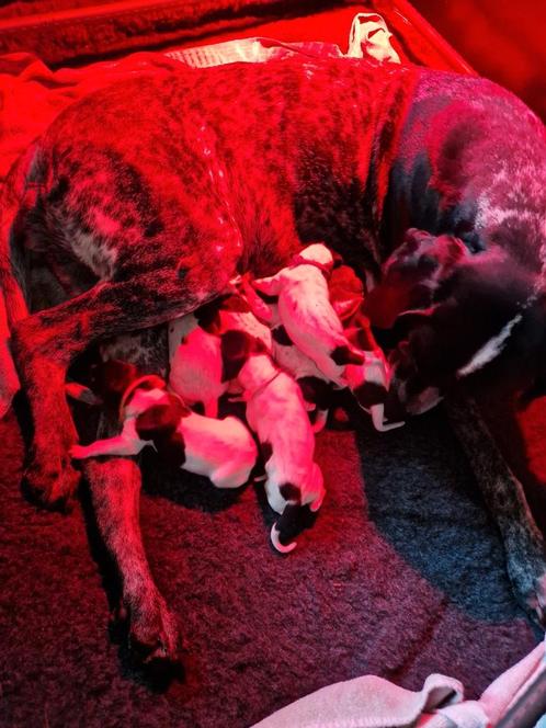 Duitse staande korthaar pups met stamboom, Dieren en Toebehoren, Honden | Setters en Staande honden, Meerdere dieren, Duitse Staande hond