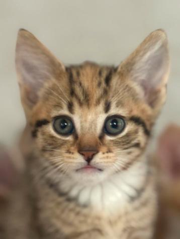Boerderijkittens supertam mogen meteen het nest verlaten beschikbaar voor biedingen