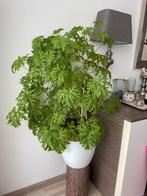 Citroen Geranium, Ophalen, Overige soorten, Minder dan 100 cm