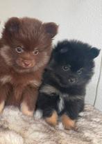 Dwerkees/pomeriaan teefje! Choco en Black and tan, Dieren en Toebehoren, Honden | Poolhonden, Keeshonden en Oertypen, 8 tot 15 weken
