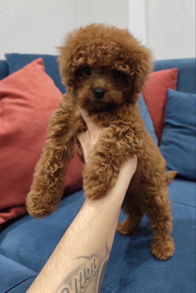 2 TEEFJE TOY POEDEL PUPPS, Dieren en Toebehoren, Honden | Chihuahua's en Gezelschapshonden, Teef, Poedel, Particulier, Eén hond