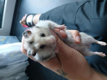 3 hamsters baby beschikbaar voor biedingen