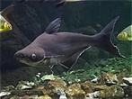 Gezocht pangasius sutchi, Vis