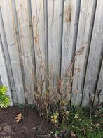 Bessenstruik, Ophalen, Overige soorten, Struik, 100 tot 250 cm