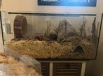 Terrarium te koop, Dieren en Toebehoren, Reptielen en Amfibieën | Toebehoren, Ophalen, Gebruikt, Terrarium of Paludarium