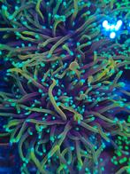 Euphyllia torche indo gold/sun of god koraal stekken, Ophalen of Verzenden, Nieuw, Gevuld zeewateraquarium