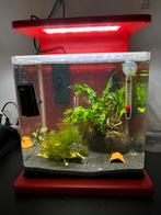 Superfish wave 15 aquarium met inhoud, Dieren en Toebehoren, Ophalen, Zo goed als nieuw, Gevuld zoetwateraquarium