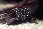 L201, Dieren en Toebehoren, Vissen | Aquariumvissen, Vis, Zoetwatervis
