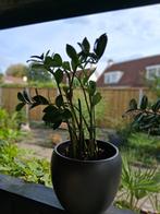 ZZ Kamerplant met grote pot, Huis en Inrichting, Ophalen, Overige soorten, In pot, Minder dan 100 cm