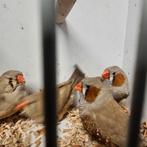 Bruine zebravinken, Dieren en Toebehoren, Vogels | Overige Vogels, Meerdere dieren, Tropenvogel, Geringd