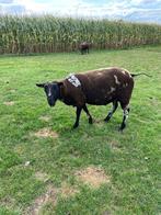 Bonte ram, Dieren en Toebehoren, Schapen, Geiten en Varkens, Mannelijk, Schaap