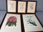 Antieke ingekleurde Prenten Planten/Kruiden, Antiek en Kunst, Kunst | Etsen en Gravures, Ophalen