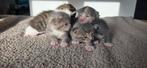 Prachtige kittens (beschrijving goed lezen), Dieren en Toebehoren, Katten en Kittens | Overige Katten, Meerdere dieren, Kortharig