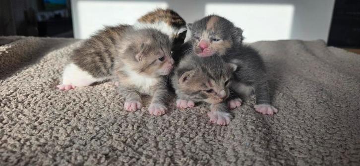 Prachtige kittens (beschrijving goed lezen), Dieren en Toebehoren, Katten en Kittens | Overige Katten, Kortharig, Meerdere dieren