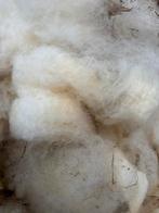 Schapenwol, Meerdere dieren, Schaap