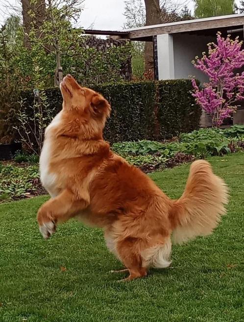 Prachtige reu beschikbaar voor dekking! (NSDTRxAus.Sheppard), Dieren en Toebehoren, Honden | Dekreuen, Reu, Particulier, Eén hond