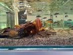 Julidochromis Regani Kipili Tanganyika Cichliden, Dieren en Toebehoren, Vissen | Aquariumvissen, Vis, Zoetwatervis