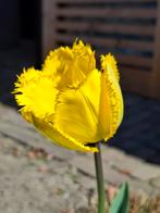 Tulpen bloembollen gefranjerd, Ophalen of Verzenden