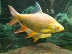 Barbonymus schwanenfeldii, Dieren en Toebehoren, Vis