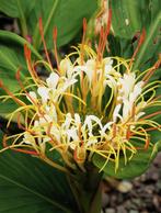 hedychium siergember vele soorten groot en klein mooie bloem, Ophalen, Voorjaar, Volle zon, Knol