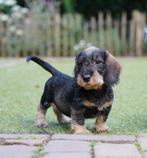 Ruwharige Teckel pups | Teefjes, Standaard, Nederland, CDV (hondenziekte), 8 tot 15 weken