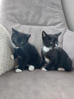 2 lieve kittens, Dieren en Toebehoren, Katten en Kittens | Overige Katten, Poes