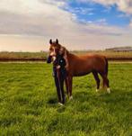 Dressuur Z2 | lief en super braaf | merrie | D pony, Dieren en Toebehoren, Pony's, Merrie, Z, 11 jaar of ouder